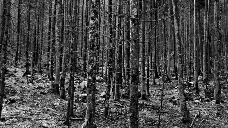 Clicca per l'immagine full size