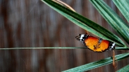 Butterfly.jpeg