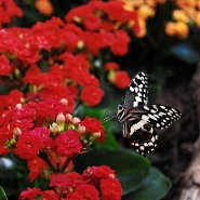 Nome File=Butterfly_-_DSC_0230_DxO_vsmall.jpg
Dimensione File=339KB
Dimensioni=1200x1200
Data aggiunta=Feb 12, 2017 Butterfly_-_DSC_0230_DxO_vsmall.jpg