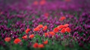 Poppies_-_DSC_4368_DxO_1200px.jpg