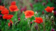 Poppies_-_DSC_4374_DxO_1200px.jpg