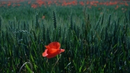 Nome File=poppy_-_DSC_3315_vsmall.jpg
Dimensione File=142KB
Dimensioni=1024x576
Data aggiunta=Mag 25, 2011 poppy_-_DSC_3315_vsmall.jpg
