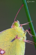 Colias-crocea-(Geoffroy-1785)-Limoncella.jpg