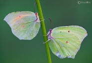 Nome File=Gonepteryx-Cleopatra-(Linnaeus,-1767).jpg
Dimensione File=204KB
Dimensioni=1024x701
Data aggiunta=Dic 11, 2013 Gonepteryx-Cleopatra-(Linnaeus,-1767).jpg