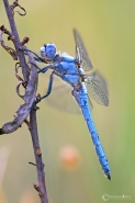 Nome File=Orthetrum-brunneum-1.jpg
Dimensione File=171KB
Dimensioni=683x1024
Data aggiunta=Set 17, 2010 Orthetrum-brunneum-1.jpg