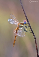 Nome File=Sympetrum-_.jpg
Dimensione File=130KB
Dimensioni=707x1024
Data aggiunta=Nov 18, 2010 Sympetrum-_.jpg