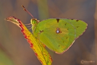 colias-crocea.jpg colias-crocea.jpg