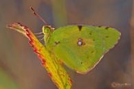 colias-crocea.jpg