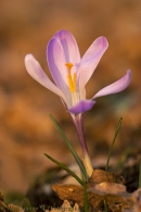 Nome File=crocus.jpg
Dimensione File=79KB
Dimensioni=683x1024
Data aggiunta=Feb 27, 2009 crocus.jpg