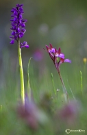 Nome File=due-orchidee.jpg
Dimensione File=158KB
Dimensioni=670x1024
Data aggiunta=Mag 02, 2009 due-orchidee.jpg