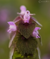 Nome File=fiore-di-campo.jpg
Dimensione File=111KB
Dimensioni=867x1024
Data aggiunta=Mar 19, 2009 fiore-di-campo.jpg