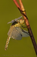 libellula-nuovo-metodo.jpg libellula-nuovo-metodo.jpg