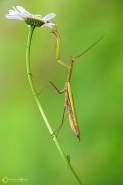 Nome File=mantis.jpg
Dimensione File=126KB
Dimensioni=800x1200
Data aggiunta=Ott 05, 2012 mantis.jpg