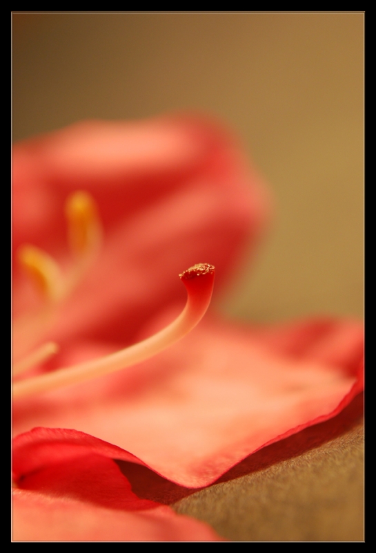 Clicca per l'immagine full size