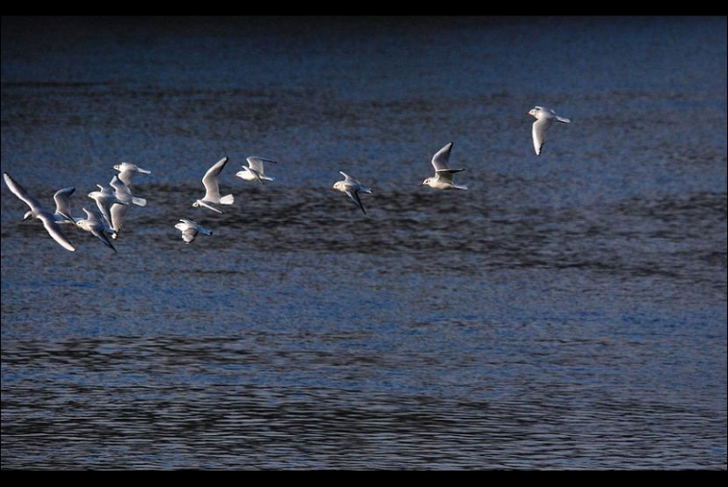 Clicca per l'immagine full size