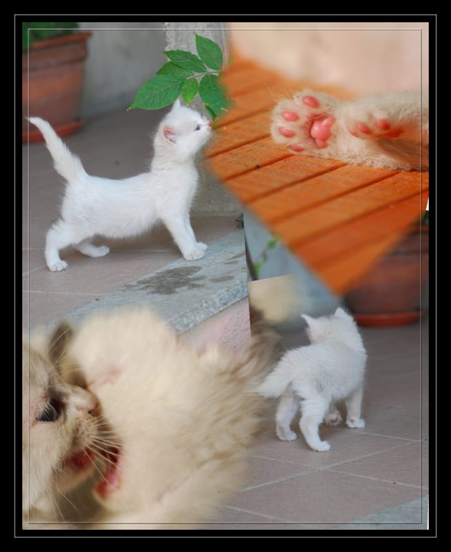 Clicca per l'immagine full size