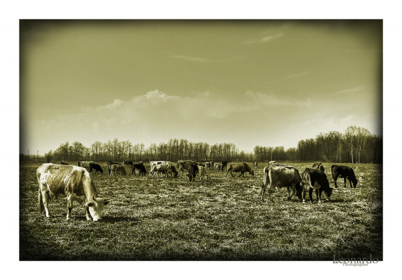 Clicca per l'immagine full size