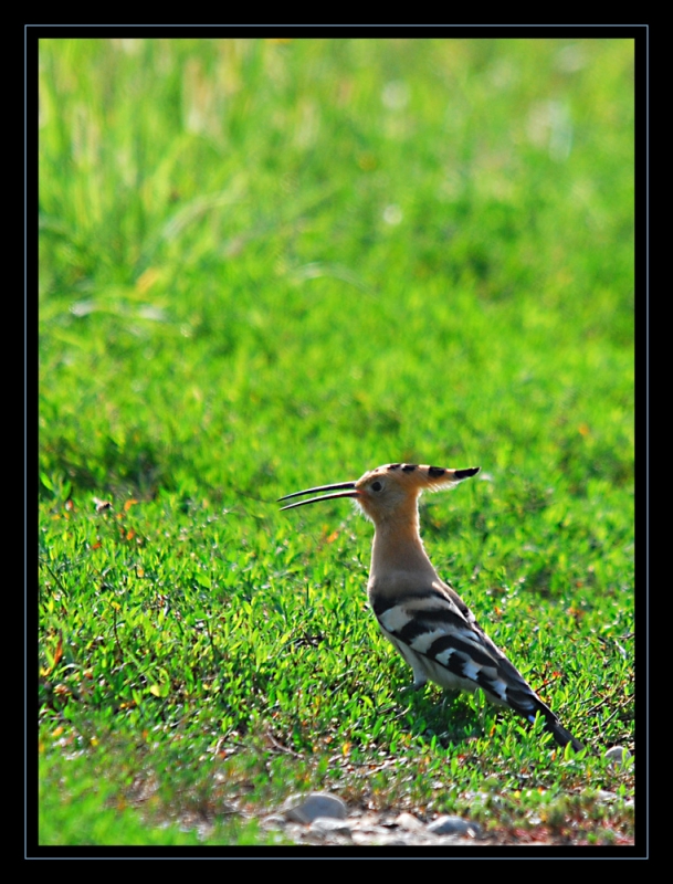 Clicca per l'immagine full size