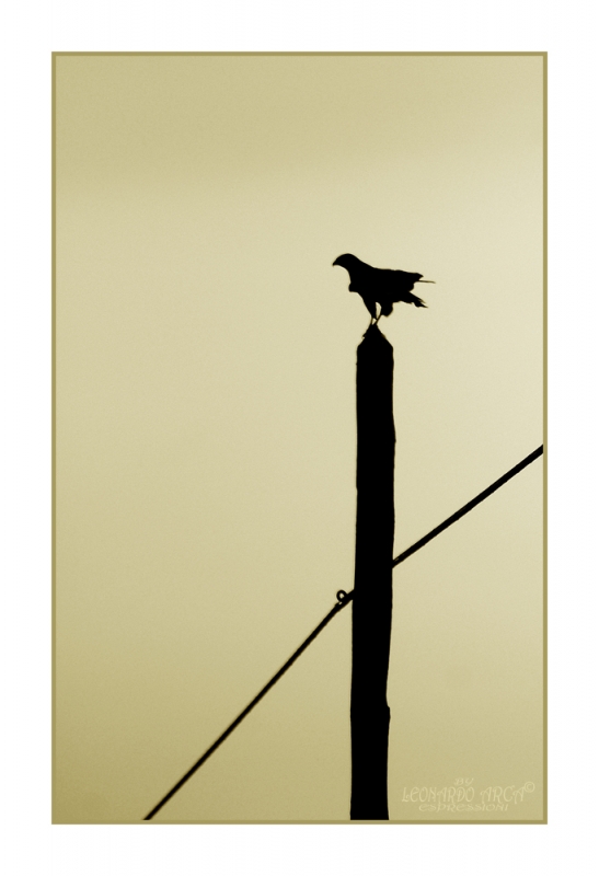 Clicca per l'immagine full size