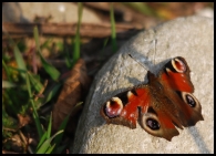 Nymphalis_io_o_pavone_di_giorno_(2)+.jpg