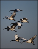 ibis_in_the_sky-2_c+.jpg ibis_in_the_sky-2_c+.jpg