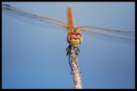 sympetrum1.JPG