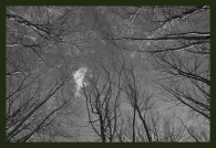 Alberi_cornice.jpg Alberi_cornice.jpg