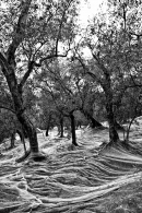 Filename=Oliveto_1.jpg
Filesize=286KB
Dimensions=683x1024
Date added=Mar 06, 2009 Oliveto_1.jpg