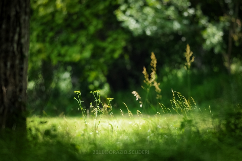Clicca per l'immagine full size
