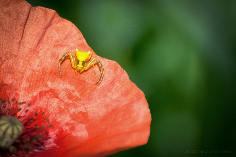 Clicca per l'immagine full size