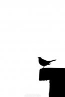 Black-and-White-Bird_2009.jpg Black-and-White-Bird_2009.jpg
