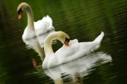 Nome File=Swan_2011.jpg
Dimensione File=373KB
Dimensioni=1024x683
Data aggiunta=Ago 02, 2011 Swan_2011.jpg