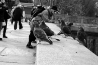 piccioni_parapetto-bn-web.JPG