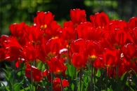 Nome File=tulipani-rid.JPG
Dimensione File=383KB
Dimensioni=1024x685
Data aggiunta=Mag 24, 2009 tulipani-rid.JPG
