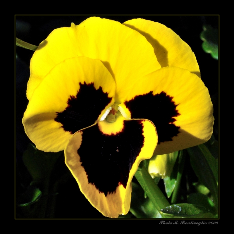 Clicca per l'immagine full size