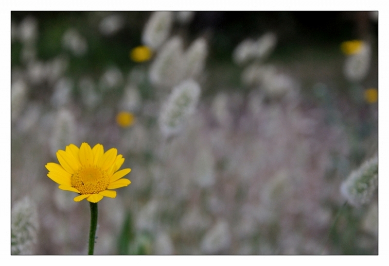 Clicca per l'immagine full size