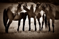 DSC_5219sepia.jpg