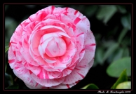 Nome File=camelia.jpg
Dimensione File=392KB
Dimensioni=1000x689
Data aggiunta=Feb 01, 2009 camelia.jpg