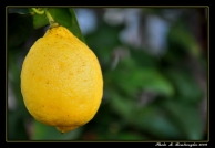 Nome File=lemon.jpg
Dimensione File=370KB
Dimensioni=1000x689
Data aggiunta=Feb 02, 2009 lemon.jpg