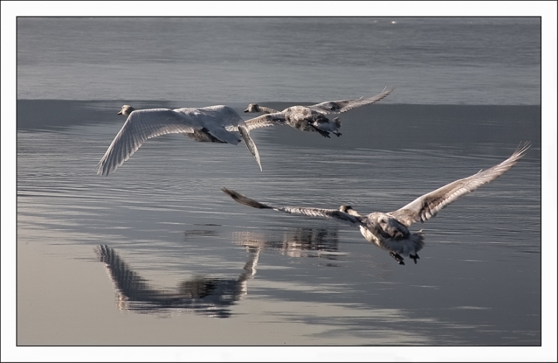 Clicca per l'immagine full size
