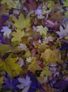 IMG_2959.jpeg