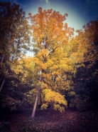 IMG_3140.jpeg