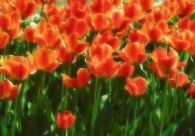 Nome File=tulipanifiltered.jpg
Dimensione File=118KB
Dimensioni=800x562
Data aggiunta=Apr 14, 2009 tulipanifiltered.jpg