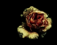 Nome File=digital_image_048_JPG_rose_my_r.jpg
Dimensione File=256KB
Dimensioni=1018x815
Data aggiunta=Feb 17, 2009 digital_image_048_JPG_rose_my_r.jpg