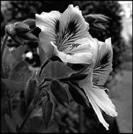 Fiori.jpg Fiori.jpg