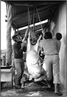 La-macellazione.jpg La-macellazione.jpg