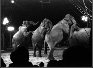 img107-elefanti.jpg