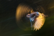 eurasian_jay_800_pix.jpg