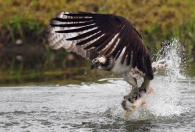 Filename=falco-microm.jpg
Filesize=248KB
Dimensions=800x544
Date added=Nov 11, 2009 falco-microm.jpg