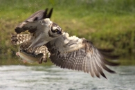 falco3micro.jpg falco3micro.jpg